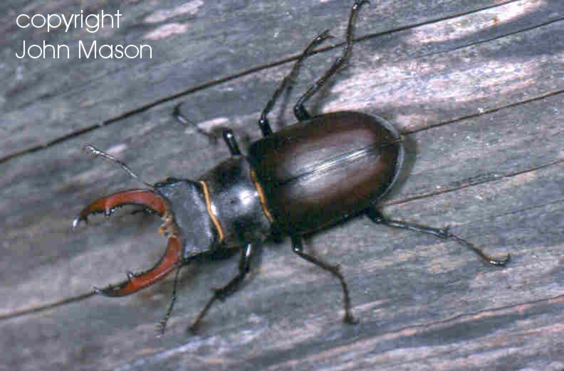Stag Beetle